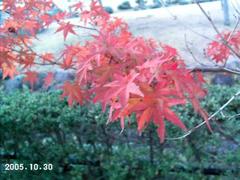 20051030-7.jpg